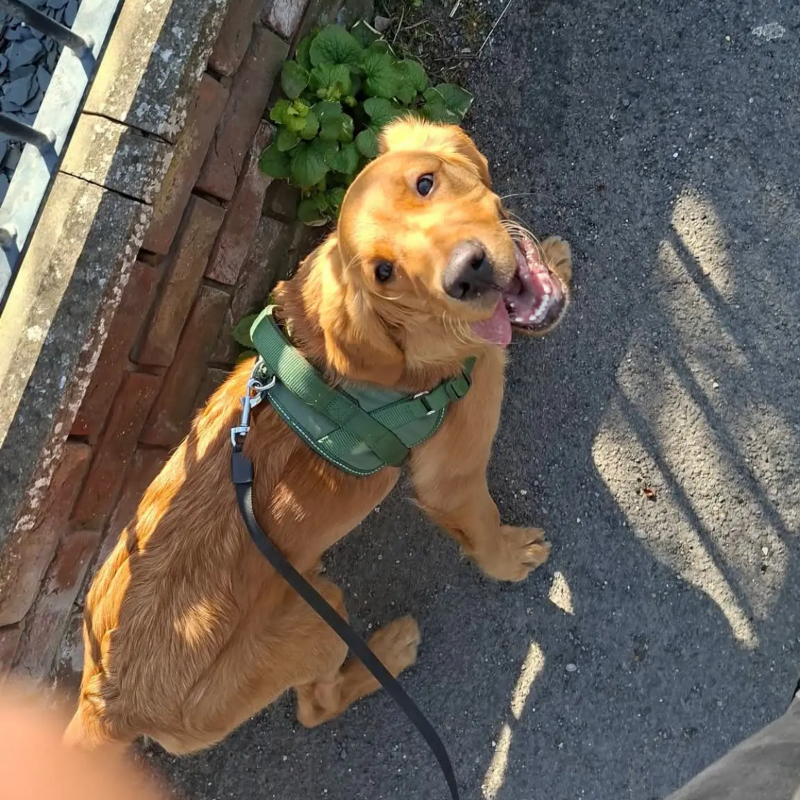 Walks